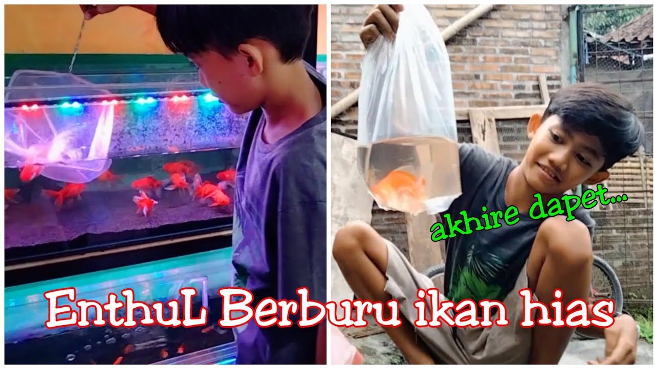 Ngikutin EnthuL berburu ikan hias
