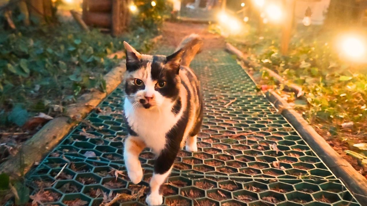 4 Cats Kept Visiting My Tent at a Winter Camp in Aso, Japan 🐈