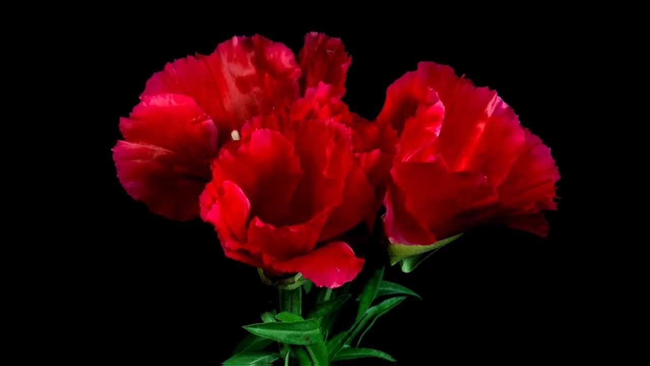 Flower Time-Lapse 1080p : Piano Cover 