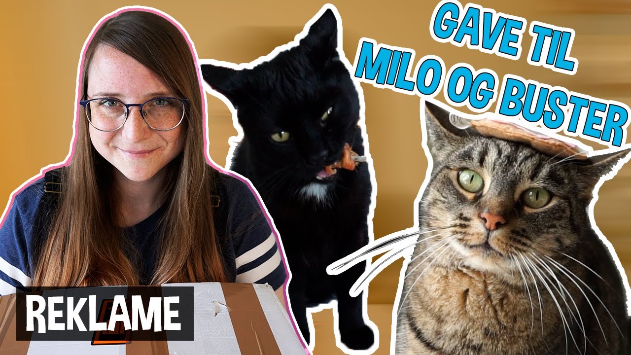 Tester nye katte ting! 😸