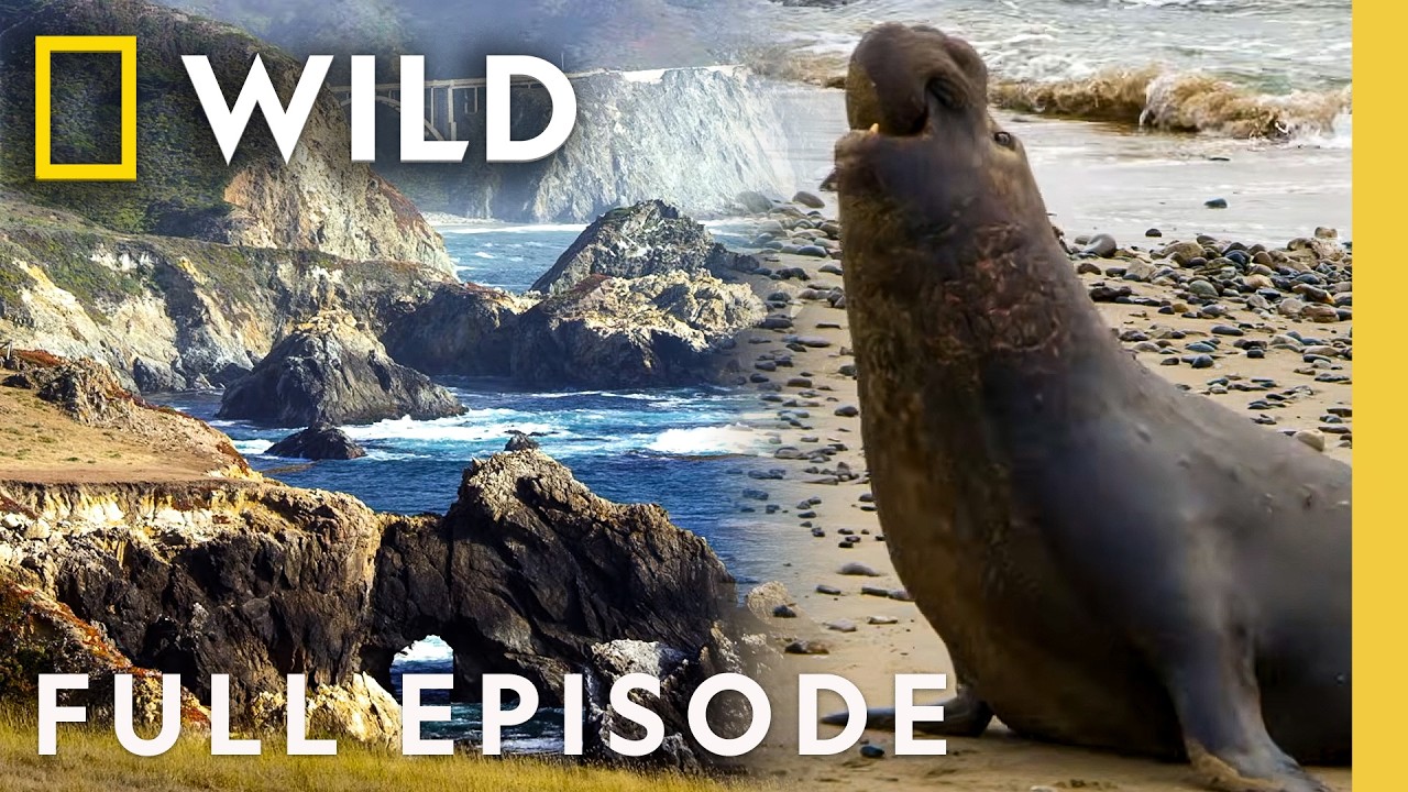 California's Mountains and Coastline (Full Episode) | America the Beautiful | Nat Geo Animals
