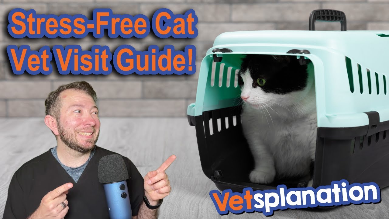 Stress-Free Vet Visits for Cats Revealed!
