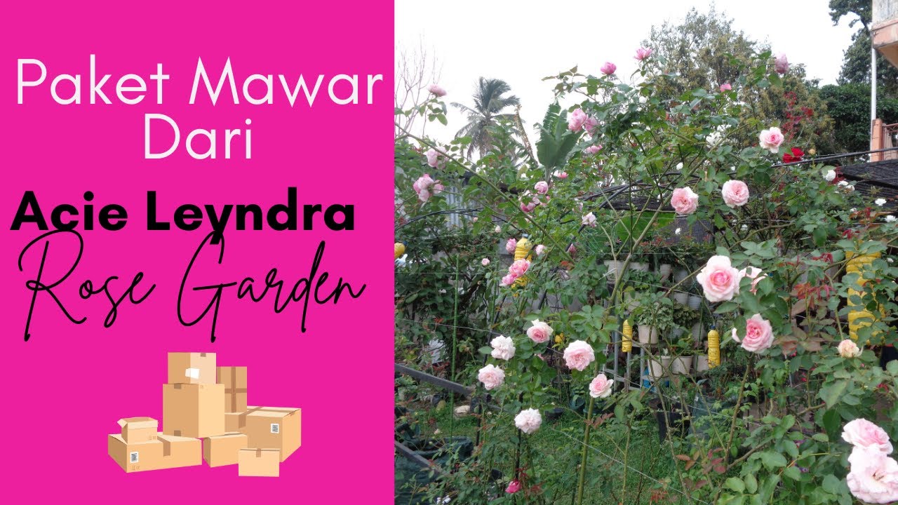 Membeli Mawar Di Acie Leyndra Rose Garden // Menangani Paket Mawar Dari Acie Leyndra Rose Garden