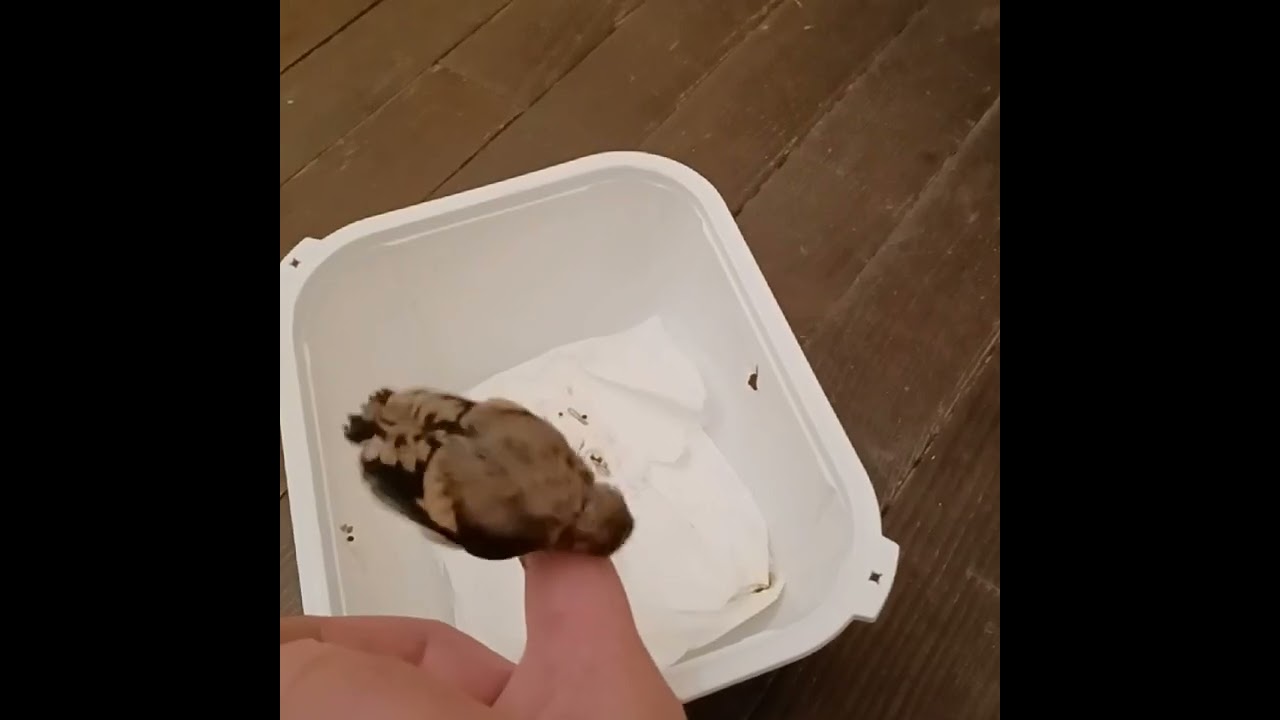 #shortvideo