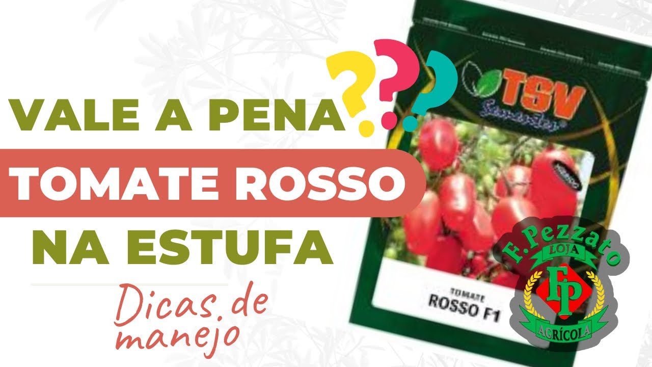 🍒 Tomate Grape Rosso Vale a Pena ⁉️ Dicas de Prevenção, manejo, nutrição e adubação 📈🚀👨‍🌾🤝