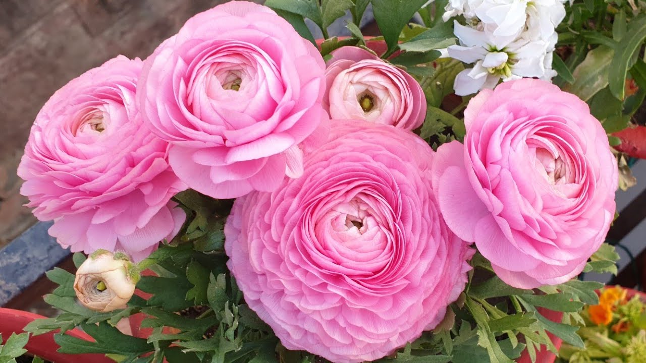 Saving Ranunculus for Next Year || How to Collect Ranunculus Roots || Fun Gardening