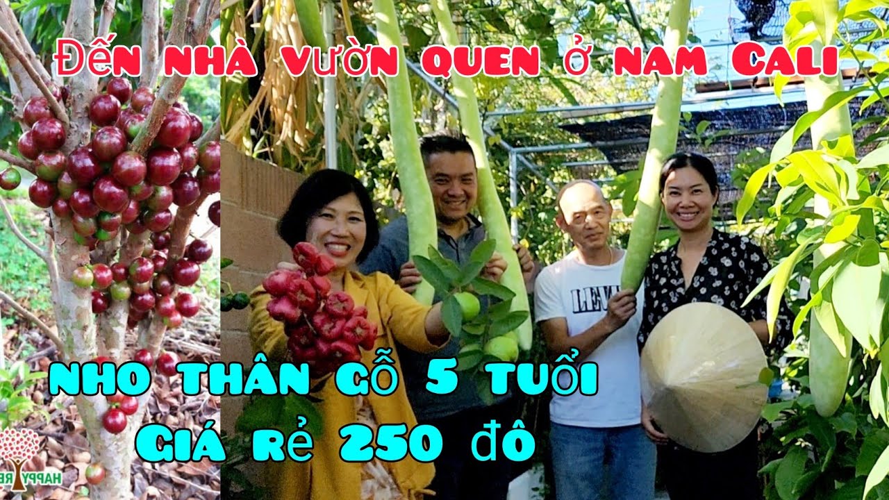 Mua được cây nho thân gỗ 6 triệu quá rẻ tại vườn cây nhiệt đới trái gãy cành ở Mỹ