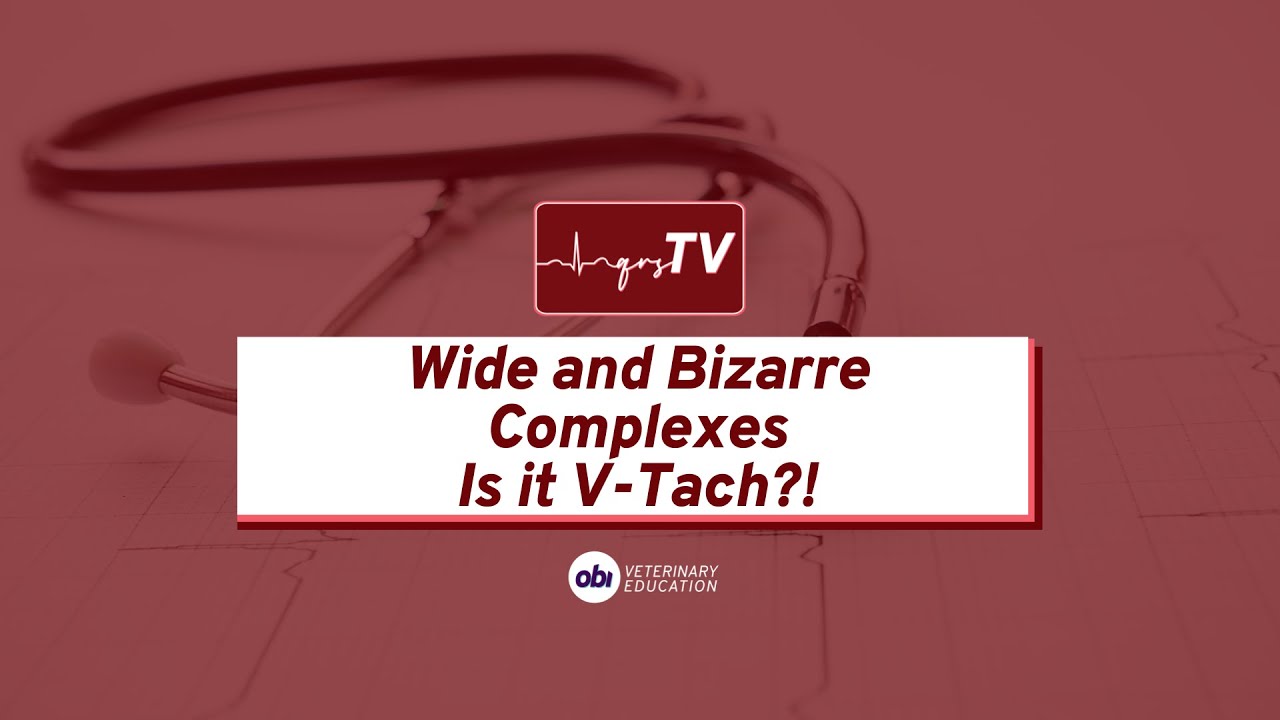 Wide and bizarre QRS Complexes... Is it always VTach? - qrsTV - Veterinary ECG Explained