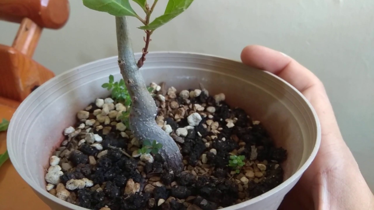 Oak Pre Bonsai/ Bonsai from scratch update and spring work