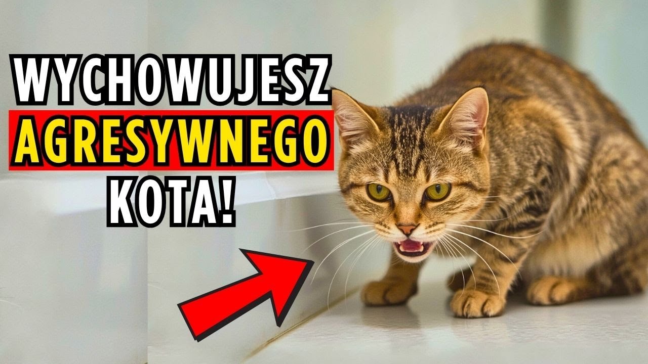 Jeśli masz w domu kota, nigdy tego nie rób (ostrzegają trenerzy)