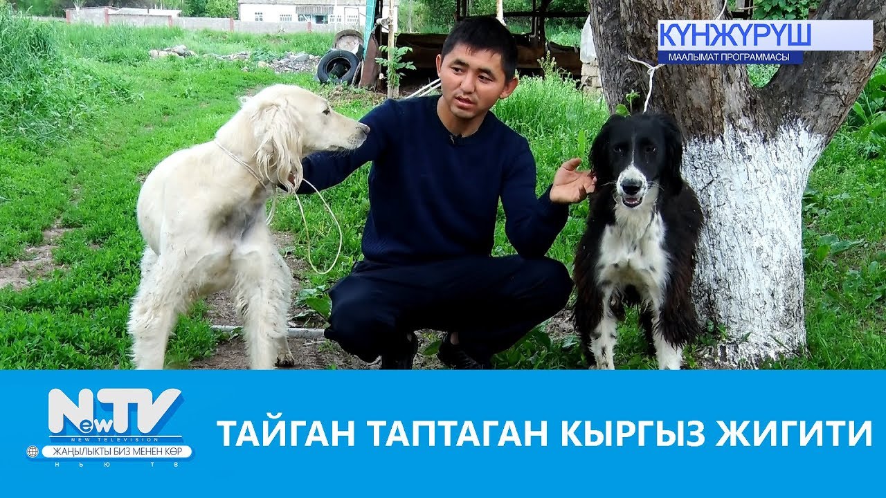 ТАЙГАН ТАПТАГАН КЫРГЫЗ ЖИГИТИ