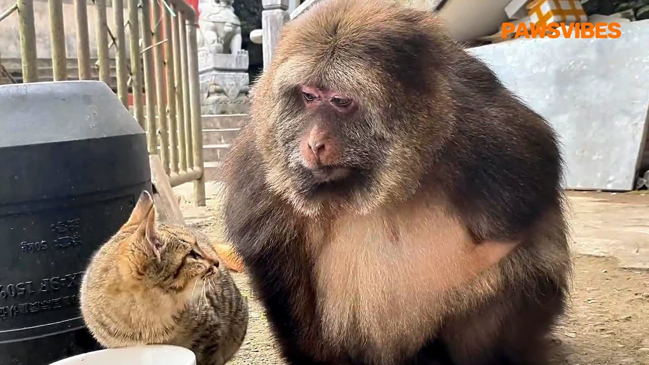 Бабушка принимает одноручную звезду обезьяны более десяти лет, звезда тоже добрая и нежная для