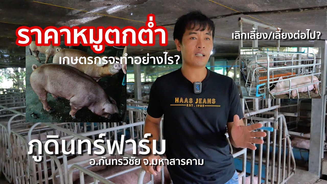 ราคาสุกรตกต่ำ ทำอย่างไรดี ?  [ภูดินทร์ฟาร์ม]