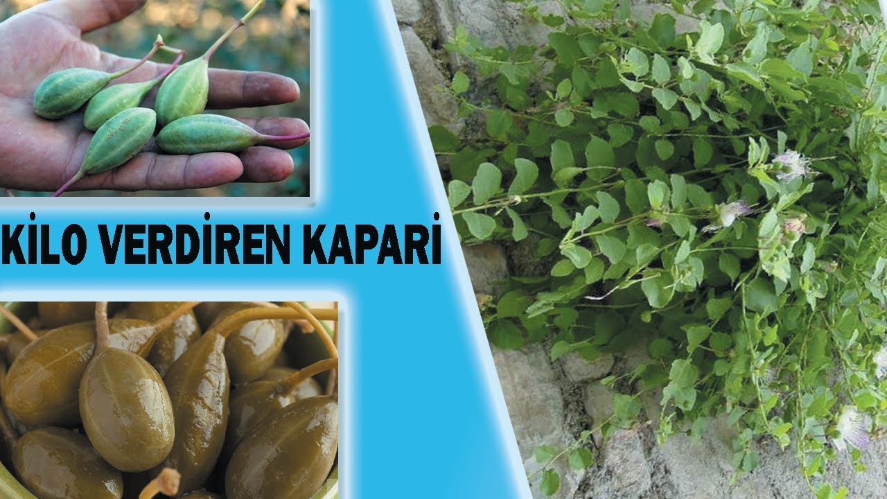 HER DERDE DEVA/ KAPARİ TURŞUSU NASIL YAPILIR? / KOLAY KİLO VERDİREN ŞAHANE KAPARİ