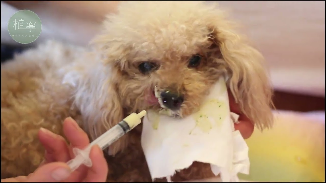 《老犬安寧與臨終照護》─「最後，我想在你們懷中。」