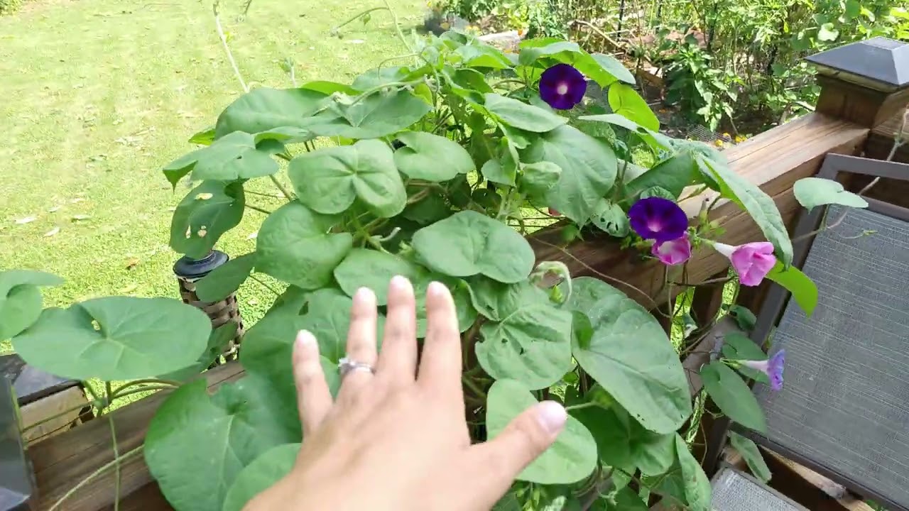 Dollar Tree Morning Glory in Full Bloom!