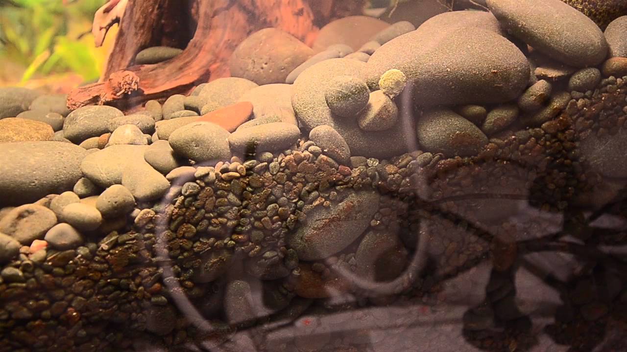 Kuhli Fry
