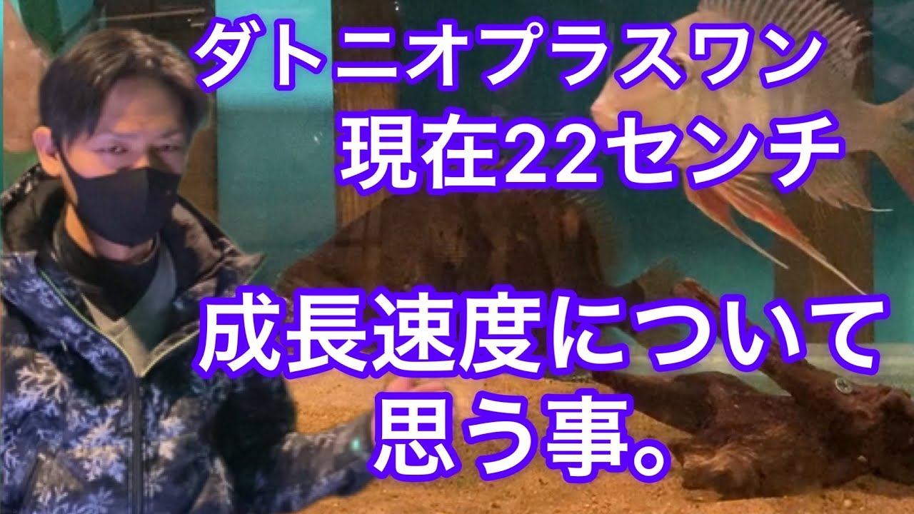 ダトニオの成長速度について思う事。
