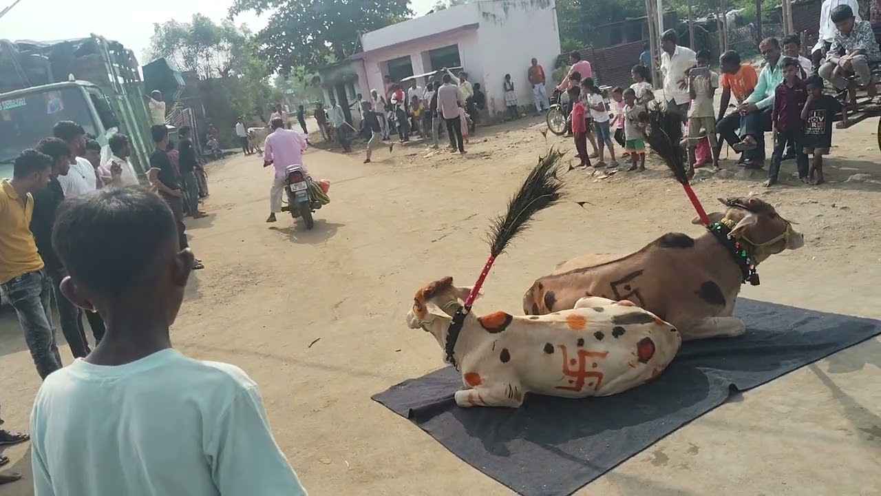 गाईचा खेळ बघायला नशिब लागतं,गाई 🐄बघा कशा बसतात..!कशा खेळतात..! channel ला subscribe करा...!
