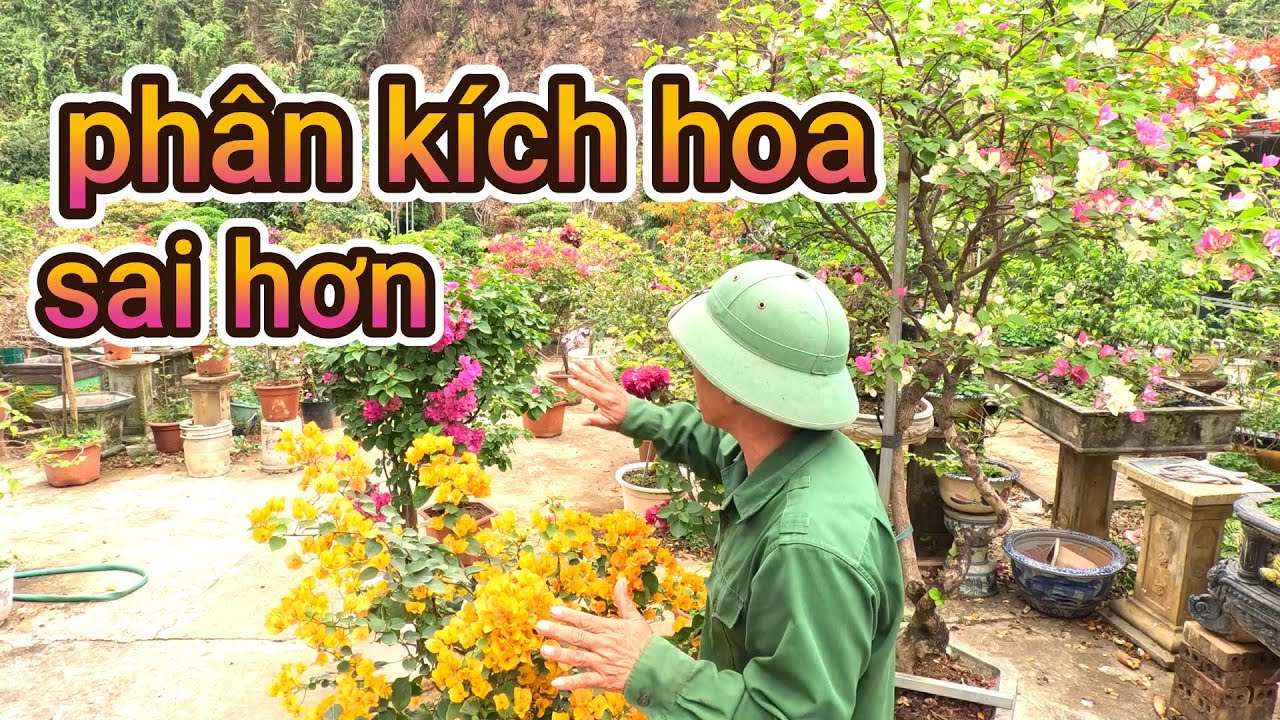 bón phân kích hoa lúc này giúp cây hoa giấy ra hoa sai hơn gấp nhiều lần