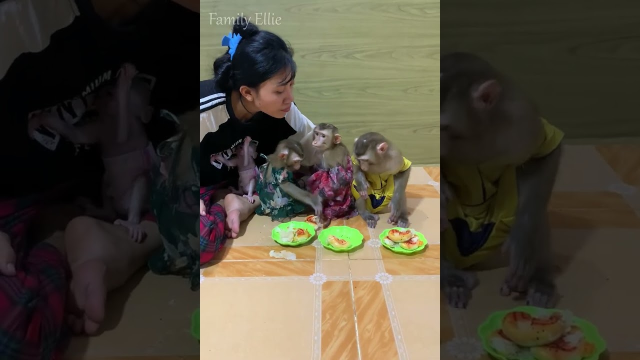 Cute Monkey Family Eating Together 🐒🍽️ | Adorable Baby Monkey Mealtime