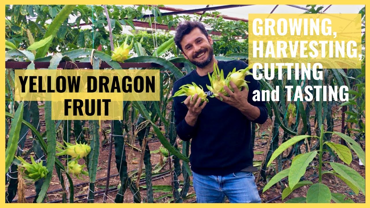 Growing, Harvesting, Cutting and Tasting Yellow Dragon Fruit! Isis Gold, Golden Yellow Pitaya