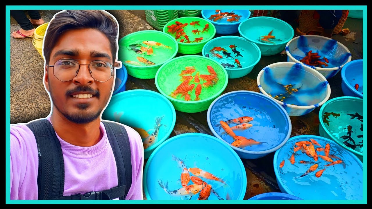 🤑🤑 Spend Rs 25,000 in Gallif Street Pet Market 🤑🤑 To Buy Monster Fish and Exotic Pets