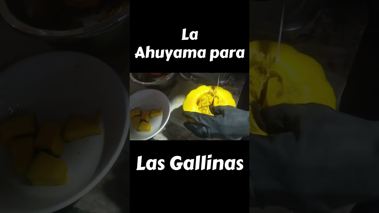 La ahuyama como alimento para gallinas