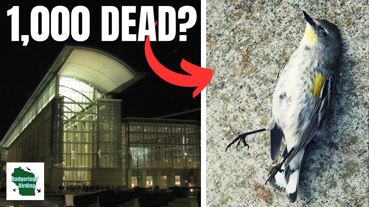 A Chicago Building Killed Over 1,000 Birds in One Morning: Here's How You Can Help