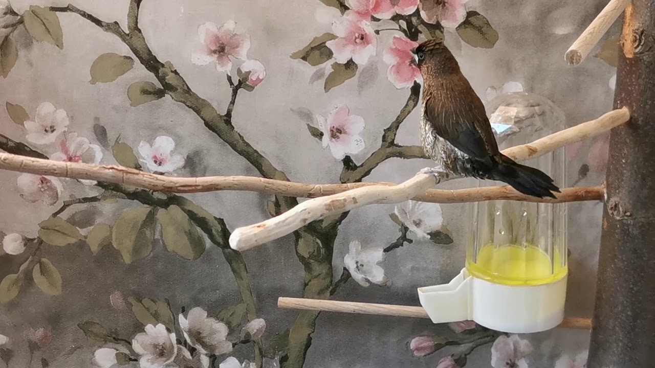japanische Mövchen Gesang society finch singing