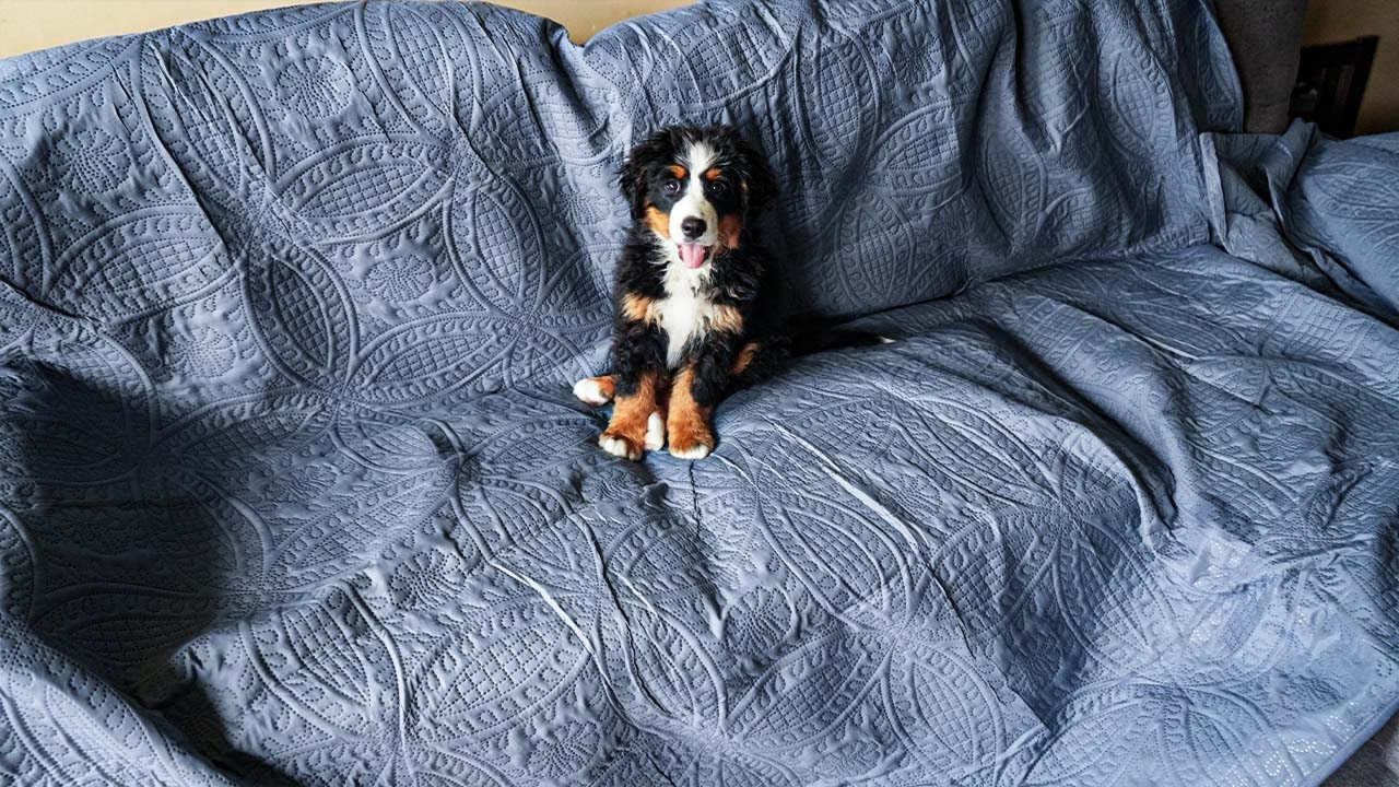 Couch Cover blanket for your dog - Easy to clean + Strong material