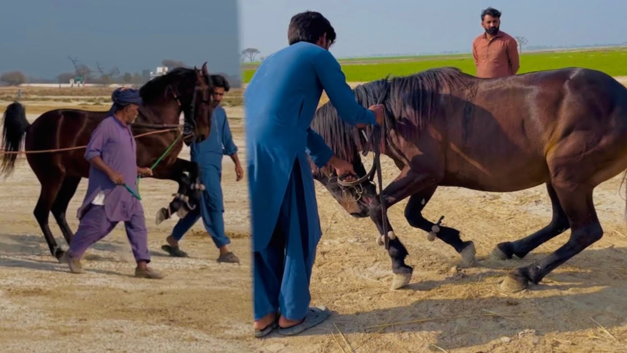 Red rose aur karael ko training di...