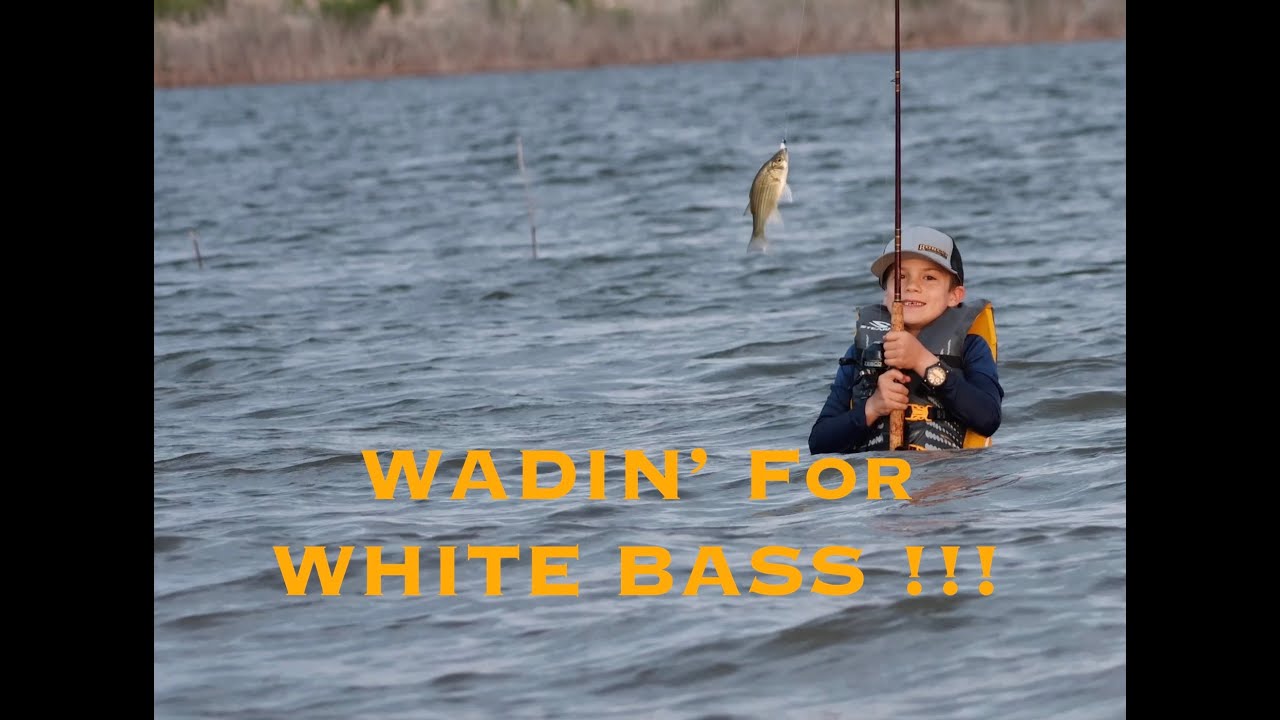 Wadin' for White Bass!  Catch White Bass from the bank, or rather, OFF The Bank! #fishing #fun