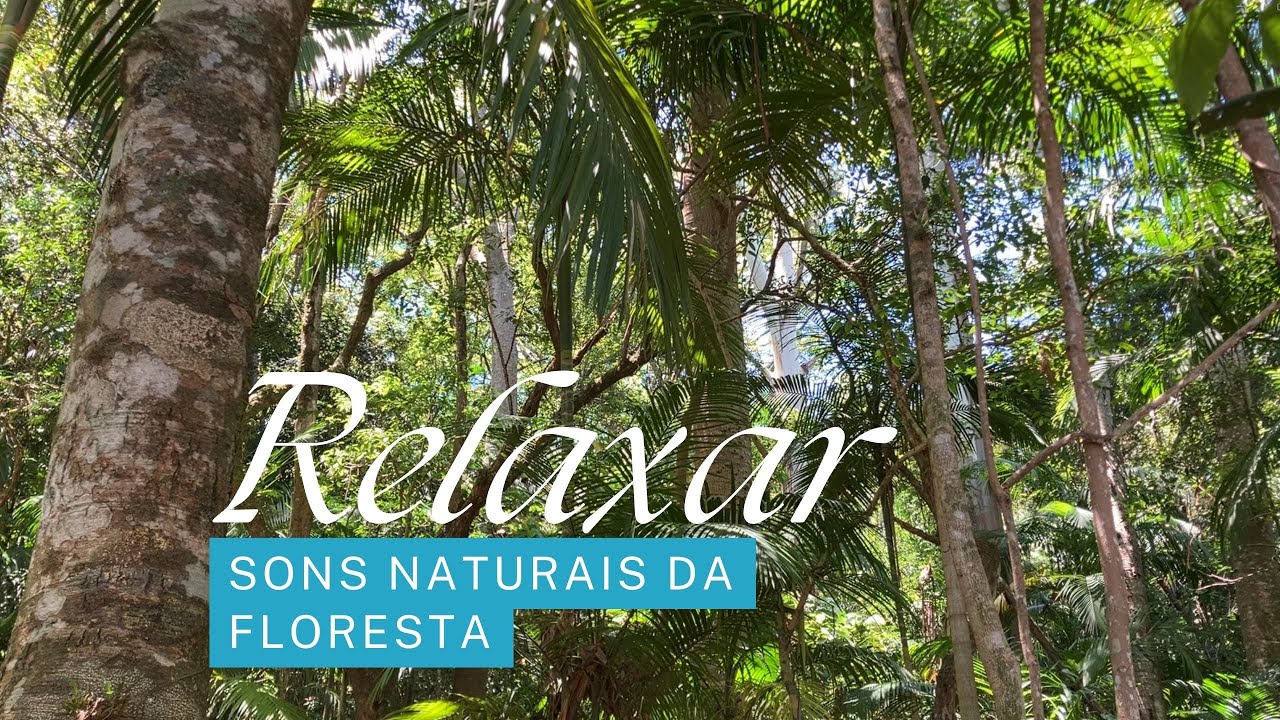 Relaxar com a música natural da floresta, sem edição
