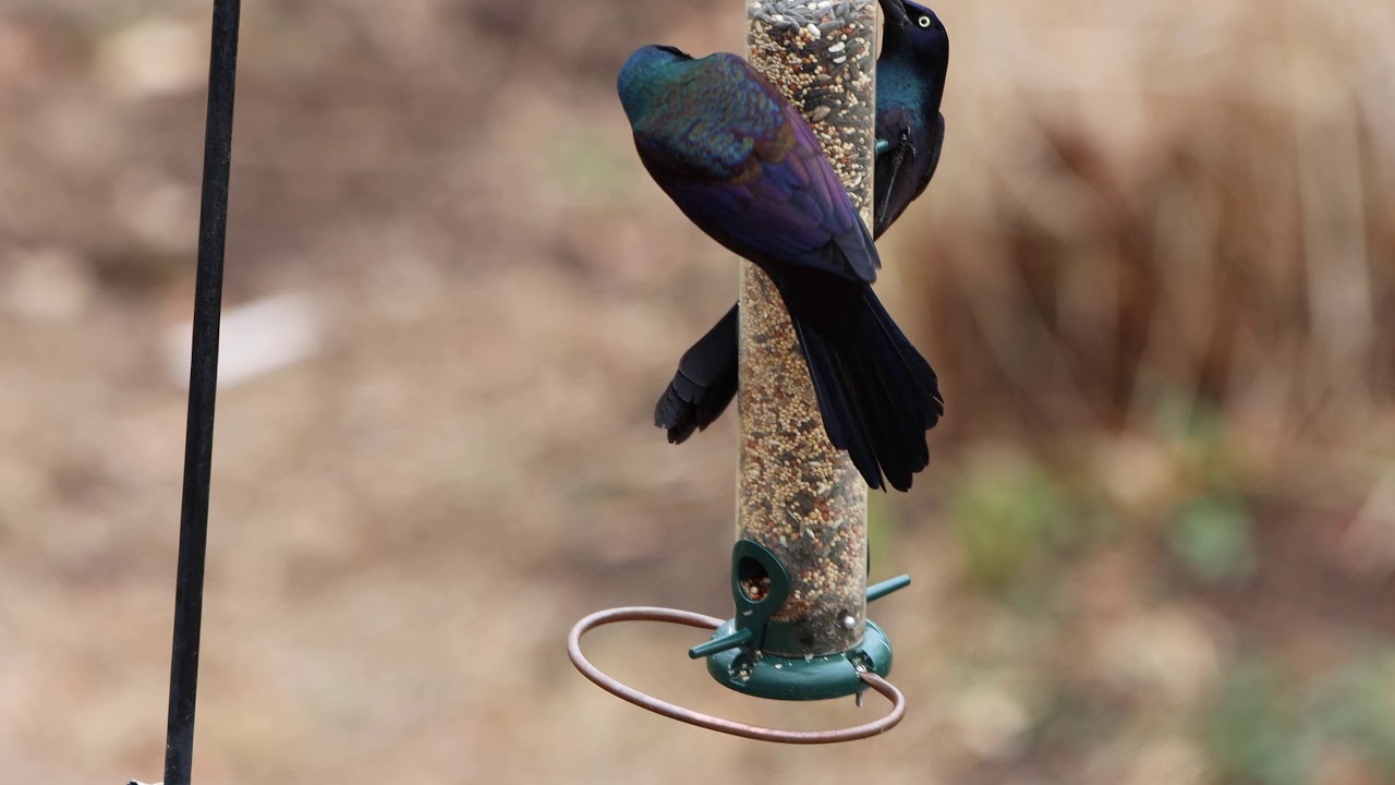 Canon 90D 4k video test 29 fps