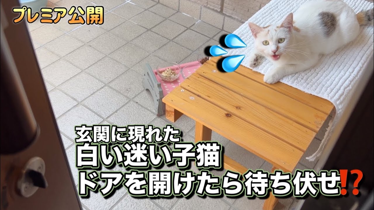 【白い迷い子猫】玄関を開けたら待ち伏せしていたので豪華なごはんを用意すると予想外な事に…