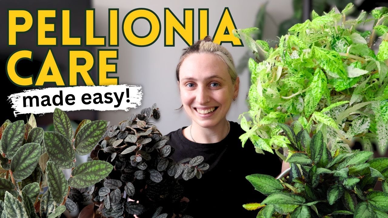 Pellionia Care Guide 🌿 Keep These Plants Thriving!