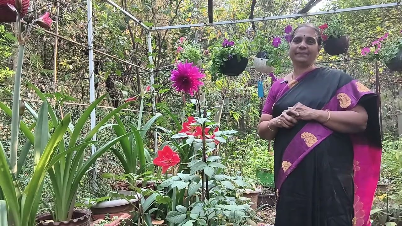 వచ్చే ఏడాది కోసం దాలియ దుంపలు దాచుకుందాం. గింజలు , దుంపలు , కొమ్మలతో కొత్త మొక్కలు.