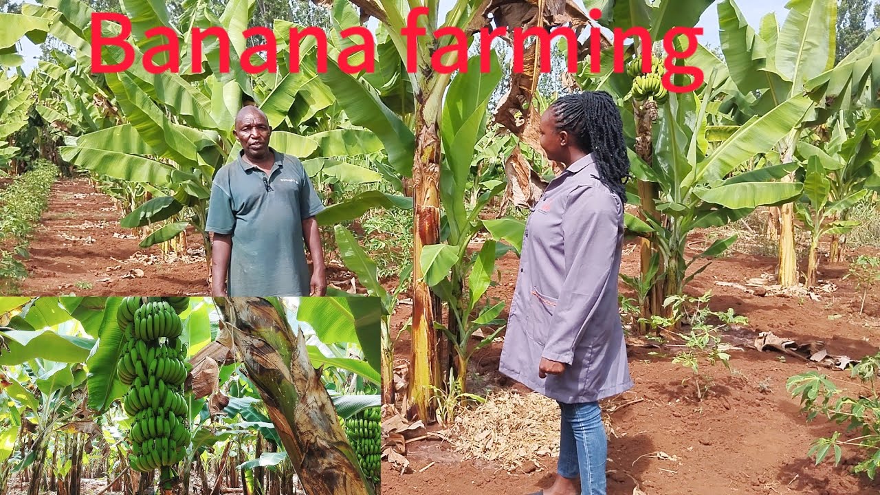 How to do banana farming ||25years Experience // profitable