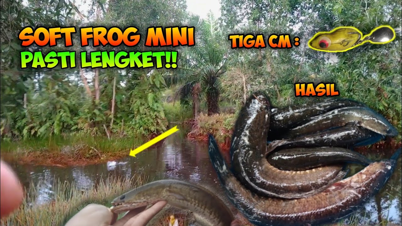 Umpan Killer casting gabus ,soft frog 3cm , KECOLAN AUTO LENGKET‼️‼️ ll UMPAN KILLER CASTING GABUS