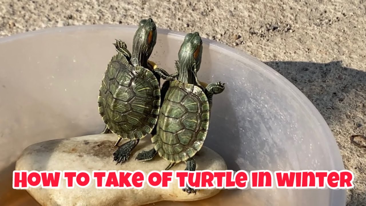 How to take care of turtle in winter|beta fish tank main active kaise rakhe
