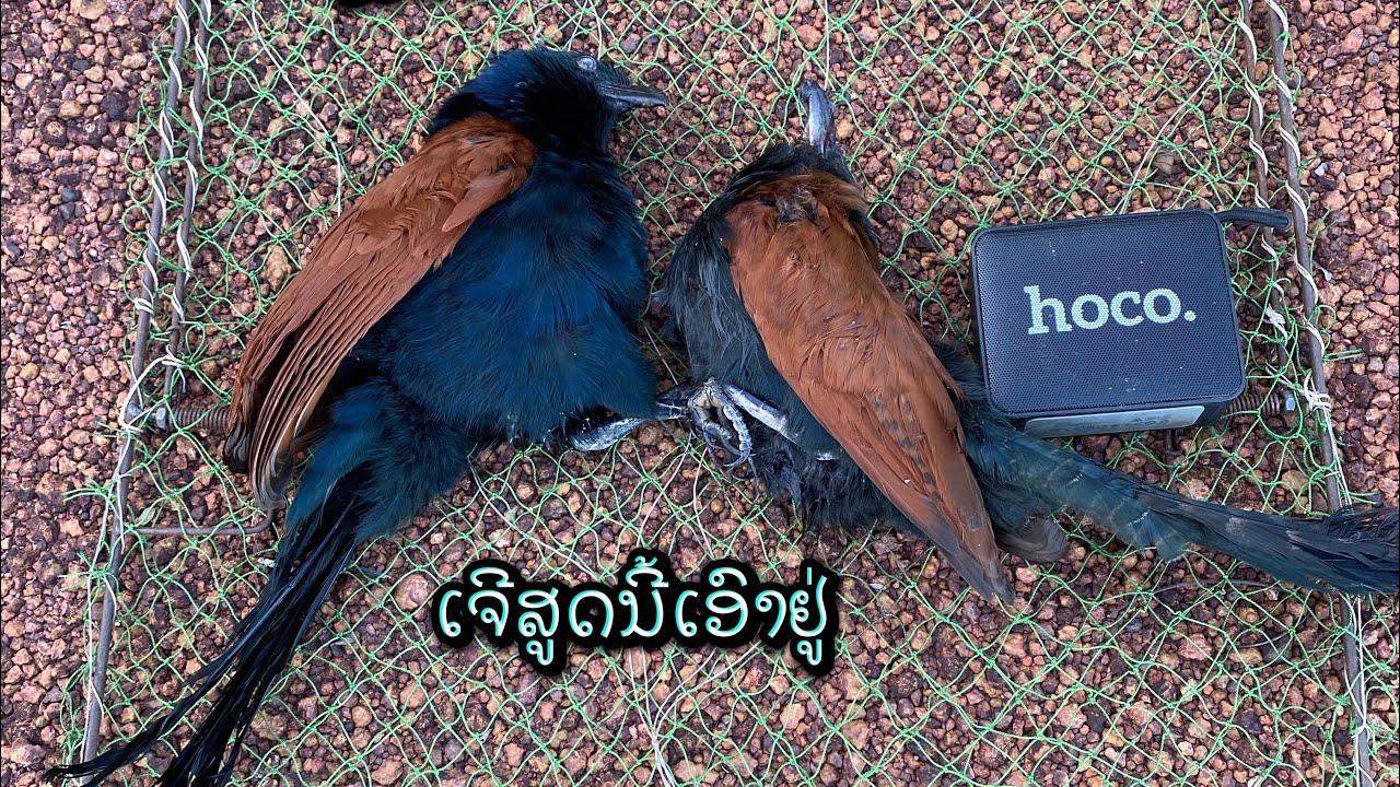 ຫາກິນຕາມລະດູການ (หากินตามภดูการ)