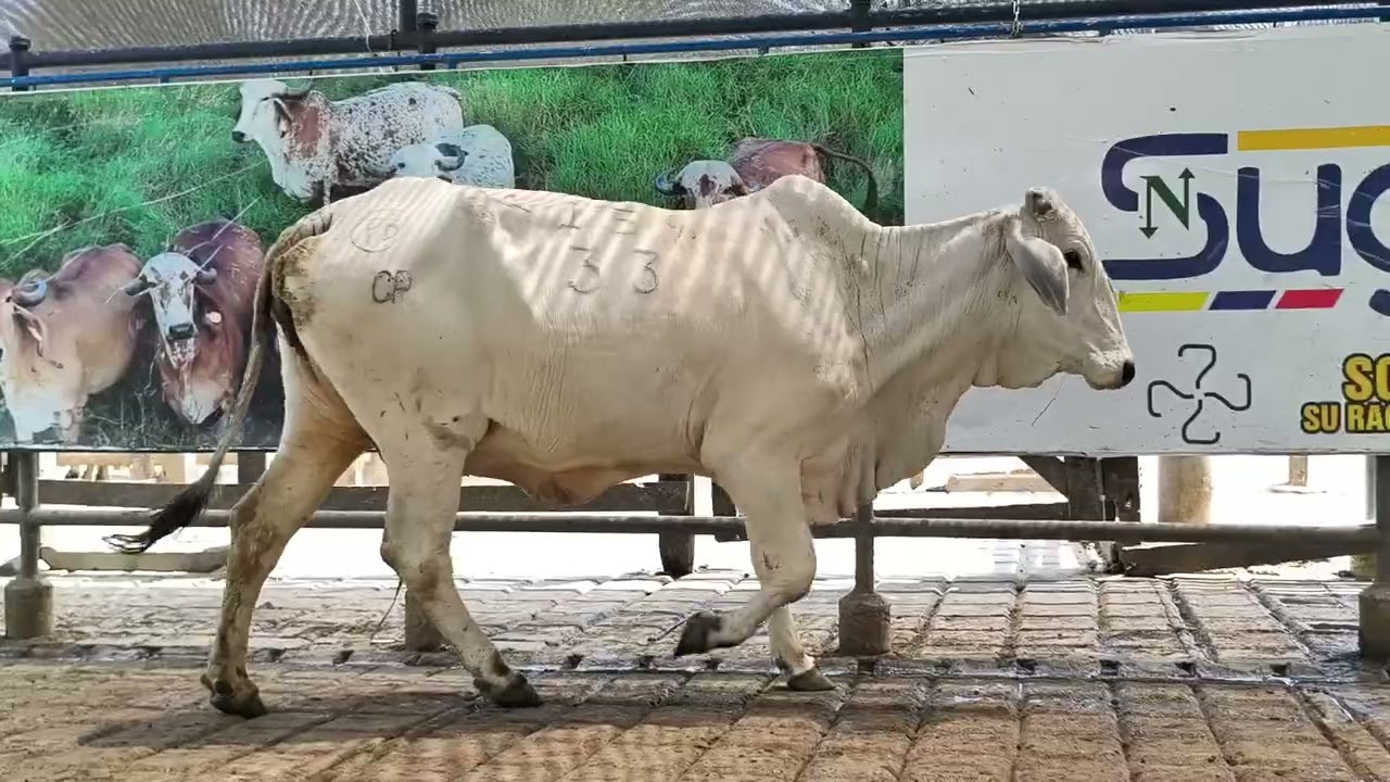 53
