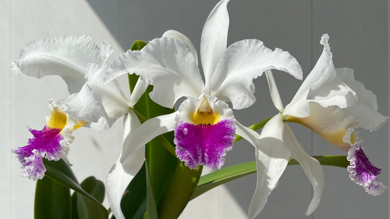 Его величество Cattleya Harold 'alba'