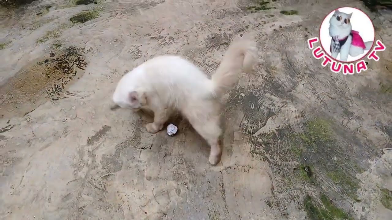 KUCING MEONG MEONG BERMAIN SERU || KUMPULAN VIDEO KUCING LUCU