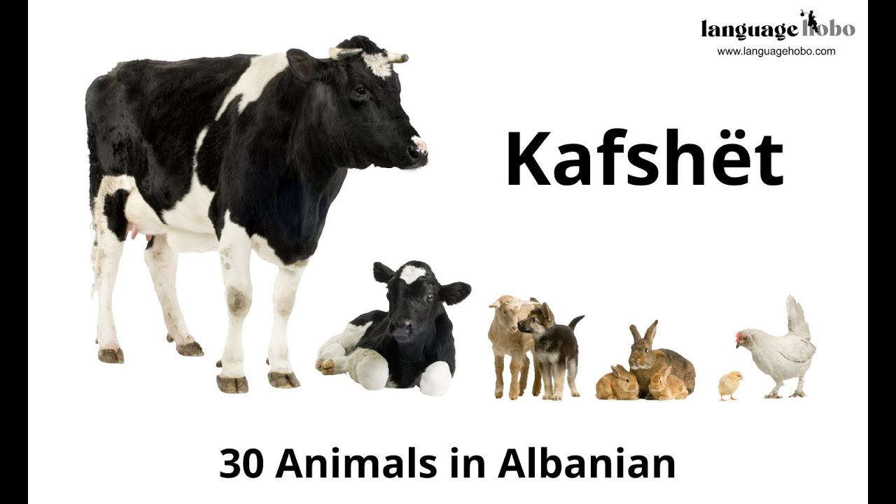 Animals in Albanian (Kafshët) - Learn 30 Animal Names in Albanian