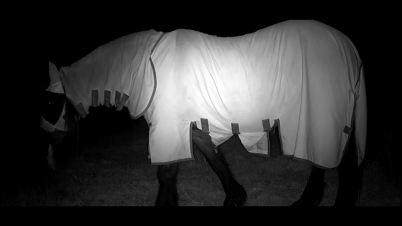 Contessa at night  – The Heart of the Herd