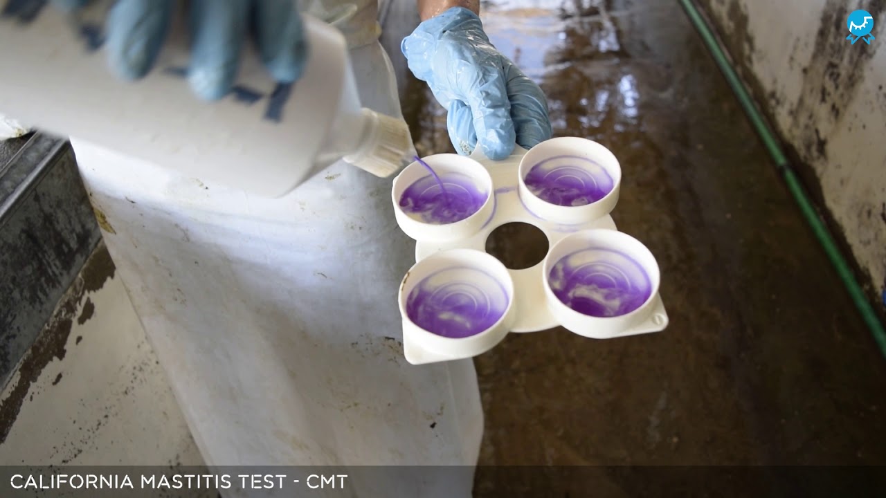 Mastitis Test