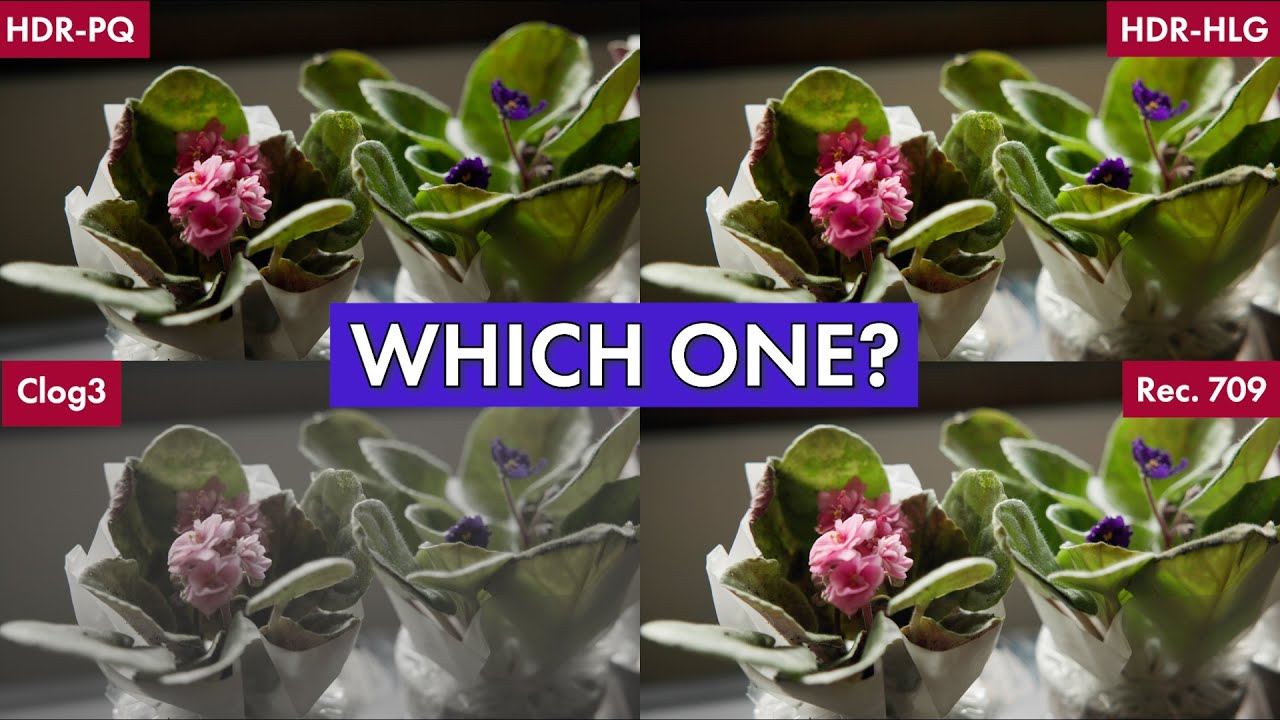 Canon R5C Color Profiles Explained: Choosing the Best Gamma Curve for Your Projects