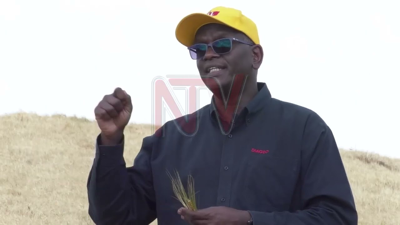 Barley harvest boosts income for farmers in Kween district